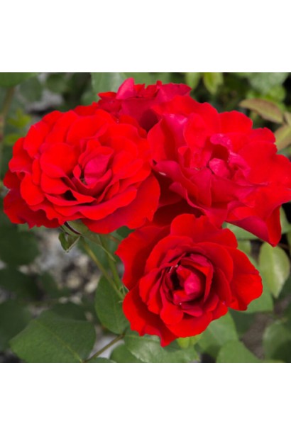 Троянда флорібунда (червона) ШТАМБ